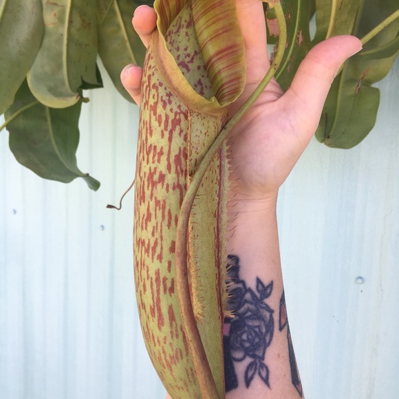 Meet Your Posher, Felicia! 💕 - Picture 4 of 8